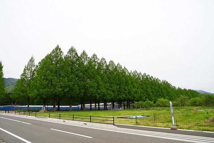 4月30日の横からのメタセコイア並木の写真