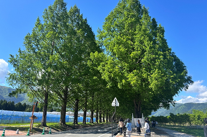 5月9日の正面からのメタセコイア並木の写真