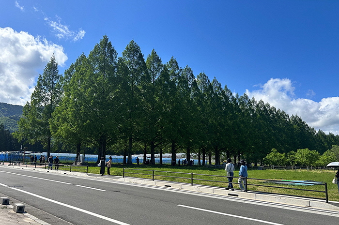 5月9日の横からのメタセコイア並木の写真