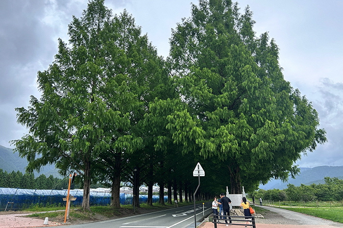 7月13日の正面からのメタセコイア並木の写真