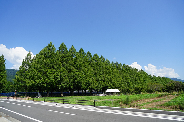 7月24日の横からのメタセコイア並木の写真