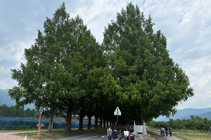 7月28日の正面からのメタセコイア並木の写真