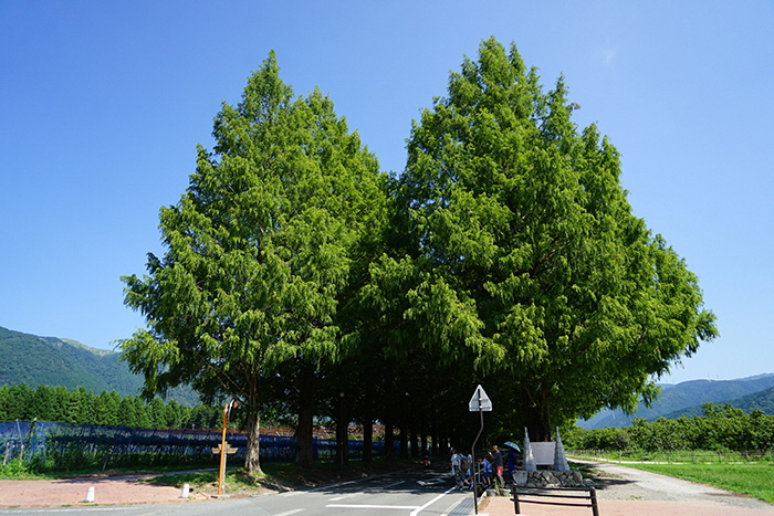 8月5日の正面からのメタセコイア並木の写真