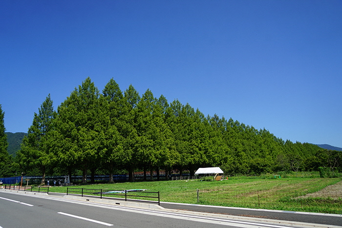 8月5日の横からのメタセコイア並木の写真
