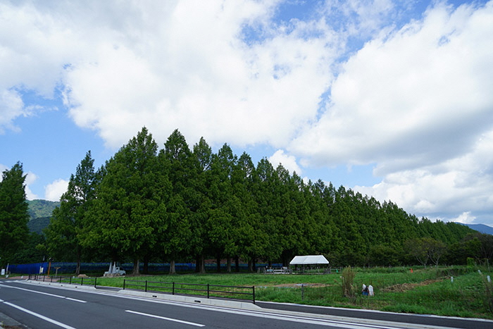 9月3日の横からのメタセコイア並木の写真