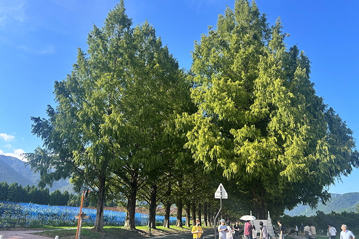 9月5日の正面からのメタセコイア並木の写真