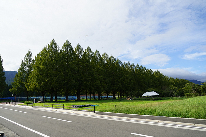 9月17日の横からのメタセコイア並木の写真