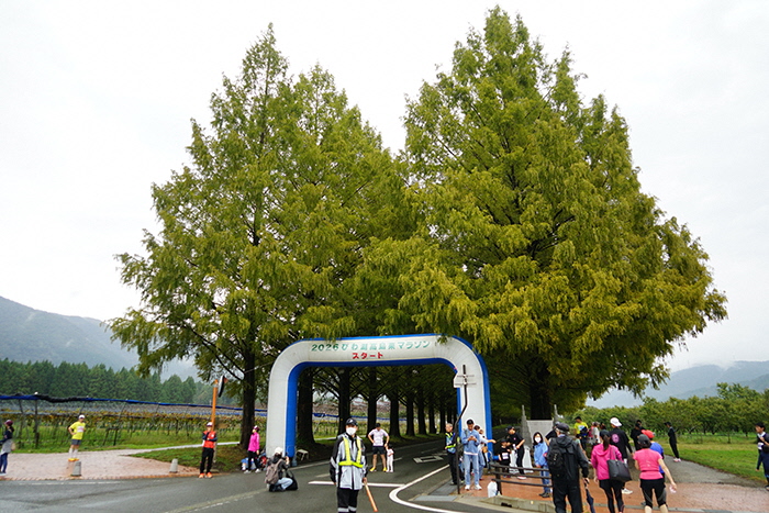 10月25日の正面からのメタセコイア並木の写真
