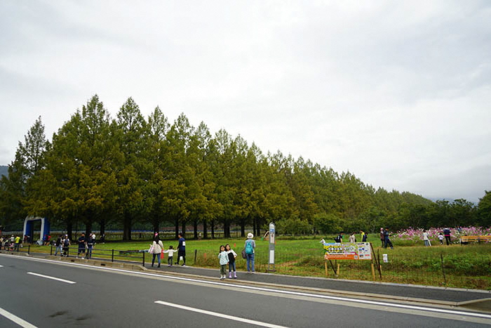 10月25日の横からのメタセコイア並木の写真