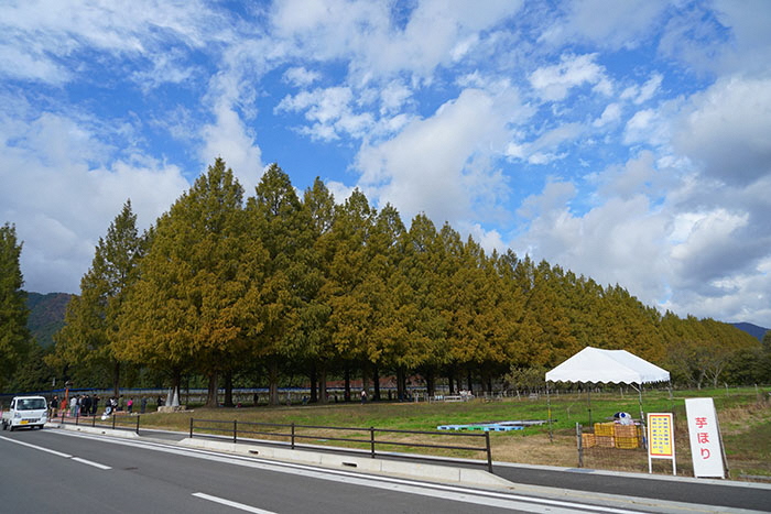 11月6日の横からのメタセコイア並木の写真