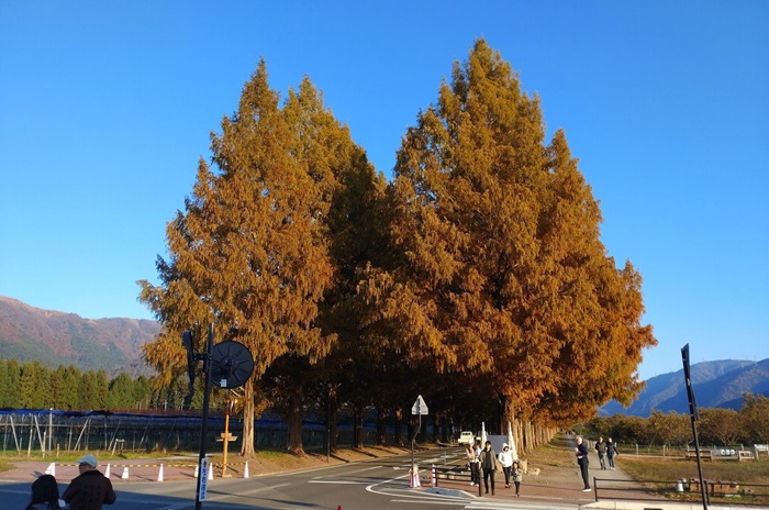 11月17日の横からのメタセコイア並木の写真