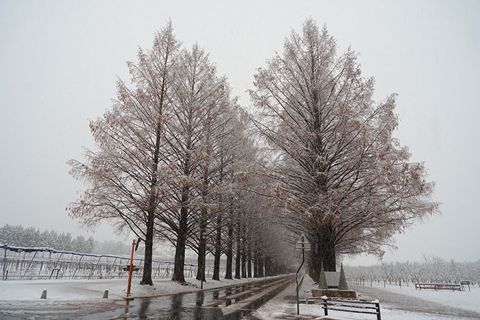 12月26日の正面からのメタセコイア並木の写真