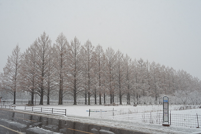 12月26日の横からのメタセコイア並木の写真