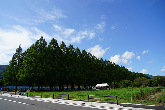 8月8日の横からのメタセコイア並木の写真