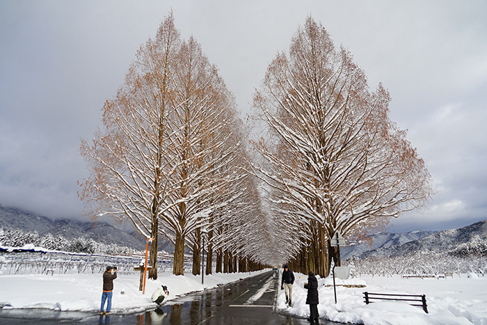 1月23日の正面からのメタセコイア並木の写真