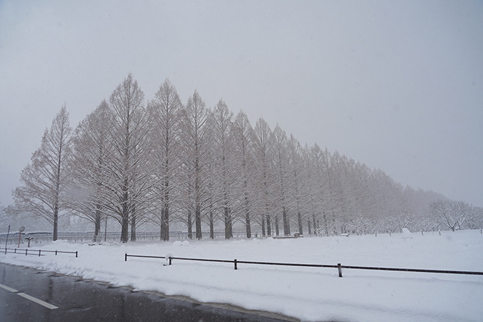 1月30日の横からのメタセコイア並木の写真