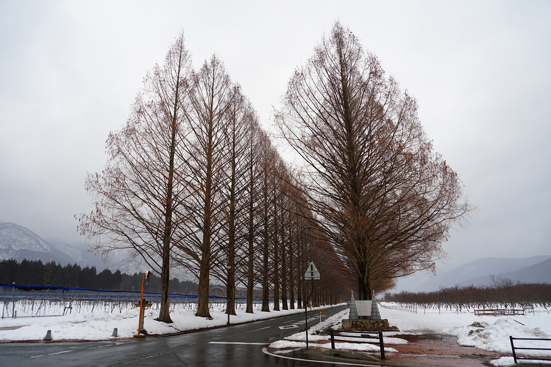 2月6日の正面からのメタセコイア並木の写真