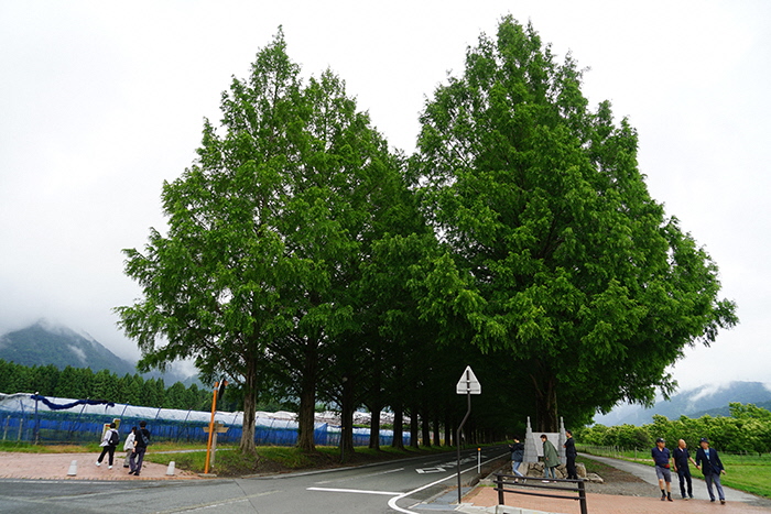 6月4日の正面からのメタセコイア並木の写真