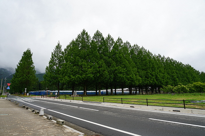 6月4日の横からのメタセコイア並木の写真