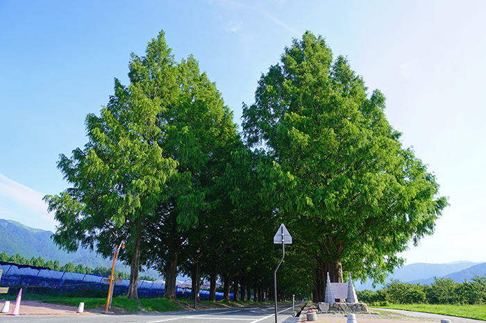 7月18日の正面からのメタセコイア並木の写真