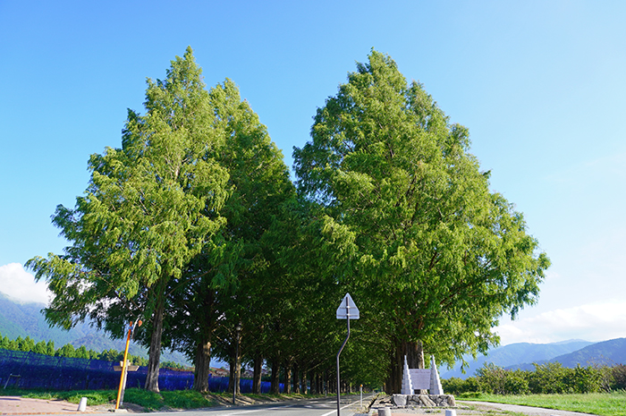 8月22日の正面からのメタセコイア並木の写真