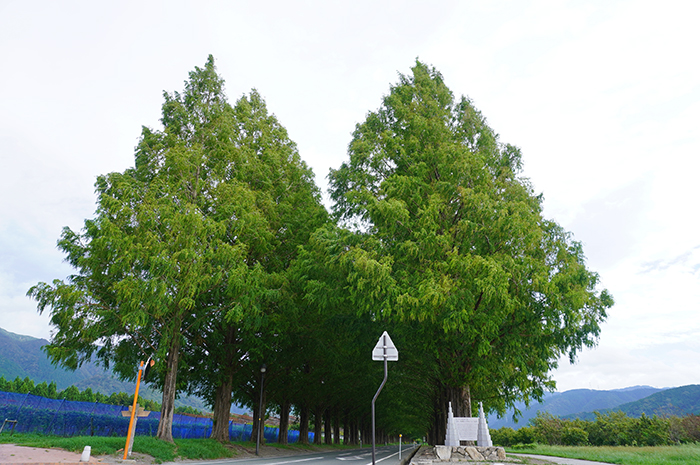 9月1日の正面からのメタセコイア並木の写真