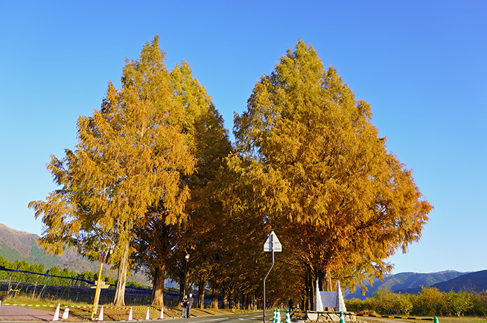 11月21日の正面からのメタセコイア並木の写真