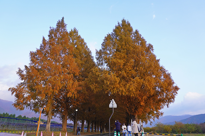11月24日の正面からのメタセコイア並木の写真