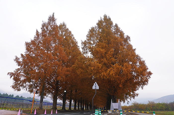 11月28日の正面からのメタセコイア並木の写真
