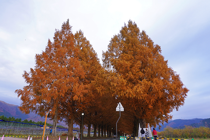 11月29日の正面からのメタセコイア並木の写真
