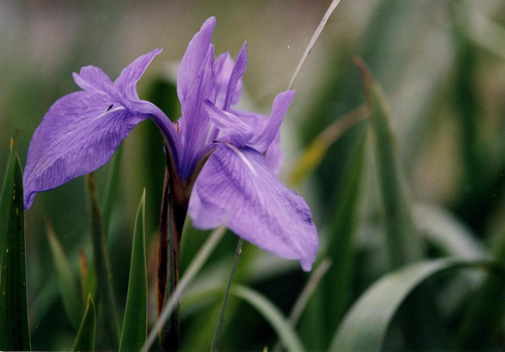 鮮やかな紫色の花びらをつけたカキツバタをアップで撮影した写真