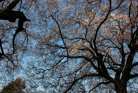 満開の花をつけた桜の木を下から撮影した写真
