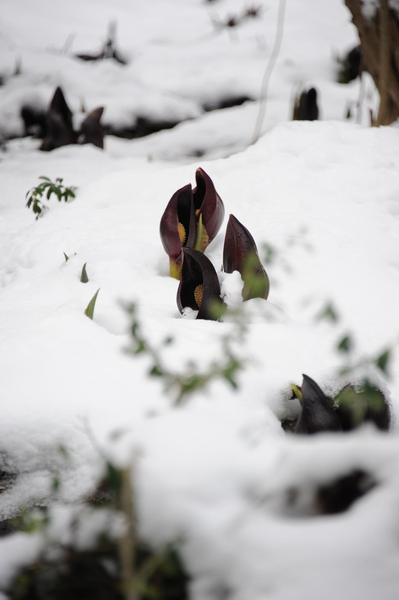 雪の中に咲いているザゼンソウの写真