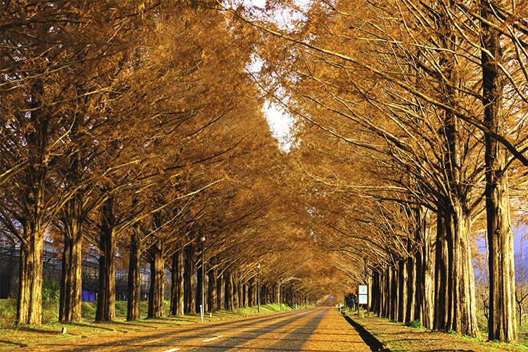 紅葉のメタセコイア並木の写真