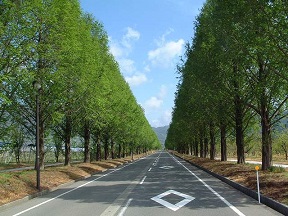 道路の両側に等間隔で並ぶメタセコイアの木が奥まで続いている写真