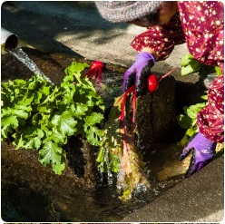 山水を引いて庭に作った池で赤カブなどの収穫した野菜をを洗っている様子の写真