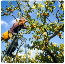 脚立に上り柿の収穫をする男性の写真