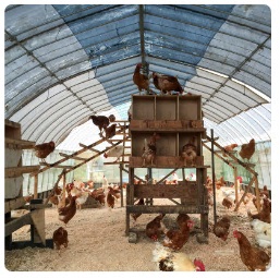 たくさんの鶏が飼育されている鶏舎内の写真
