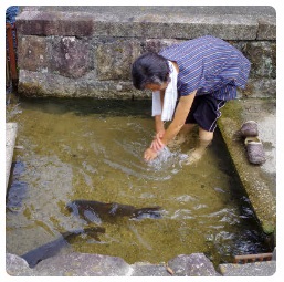 ひざ下の高さの水位の鯉が泳ぐ水辺に足をつけ、かがんで手についた泥を落としている白崎さんの写真