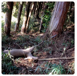 木の根元の近くで、罠にかかり横たわる鹿の写真