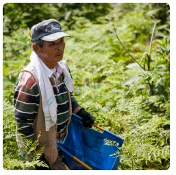 山菜などが生えた草むらの中を青いかごを持って歩く中崎さんの写真