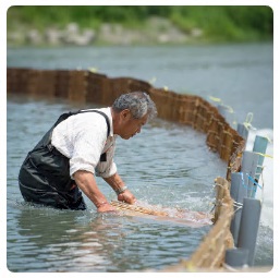 川の中に入り、川に張った簗の掃除をしている木村さんの写真