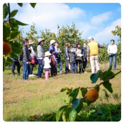 柿畑に集まり農家の深田さんの話を聞いている参加者の方々の写真