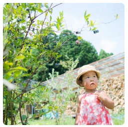 背丈より大きなブルーベリーの木の横に立つ花柄のワンピースを着て麦わら帽子をかぶった青ちゃんの写真