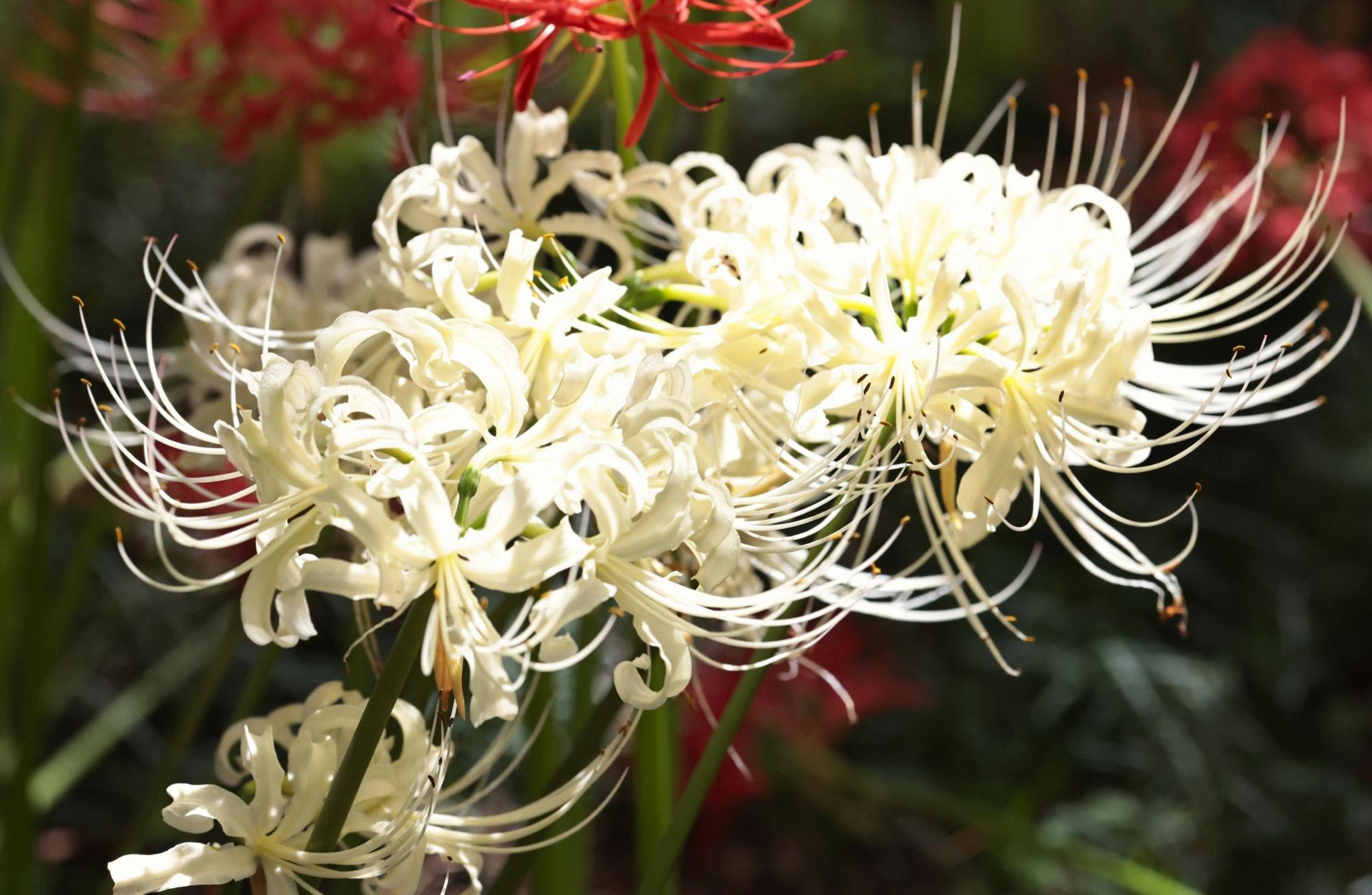 認知症の方が撮った彼岸花の写真