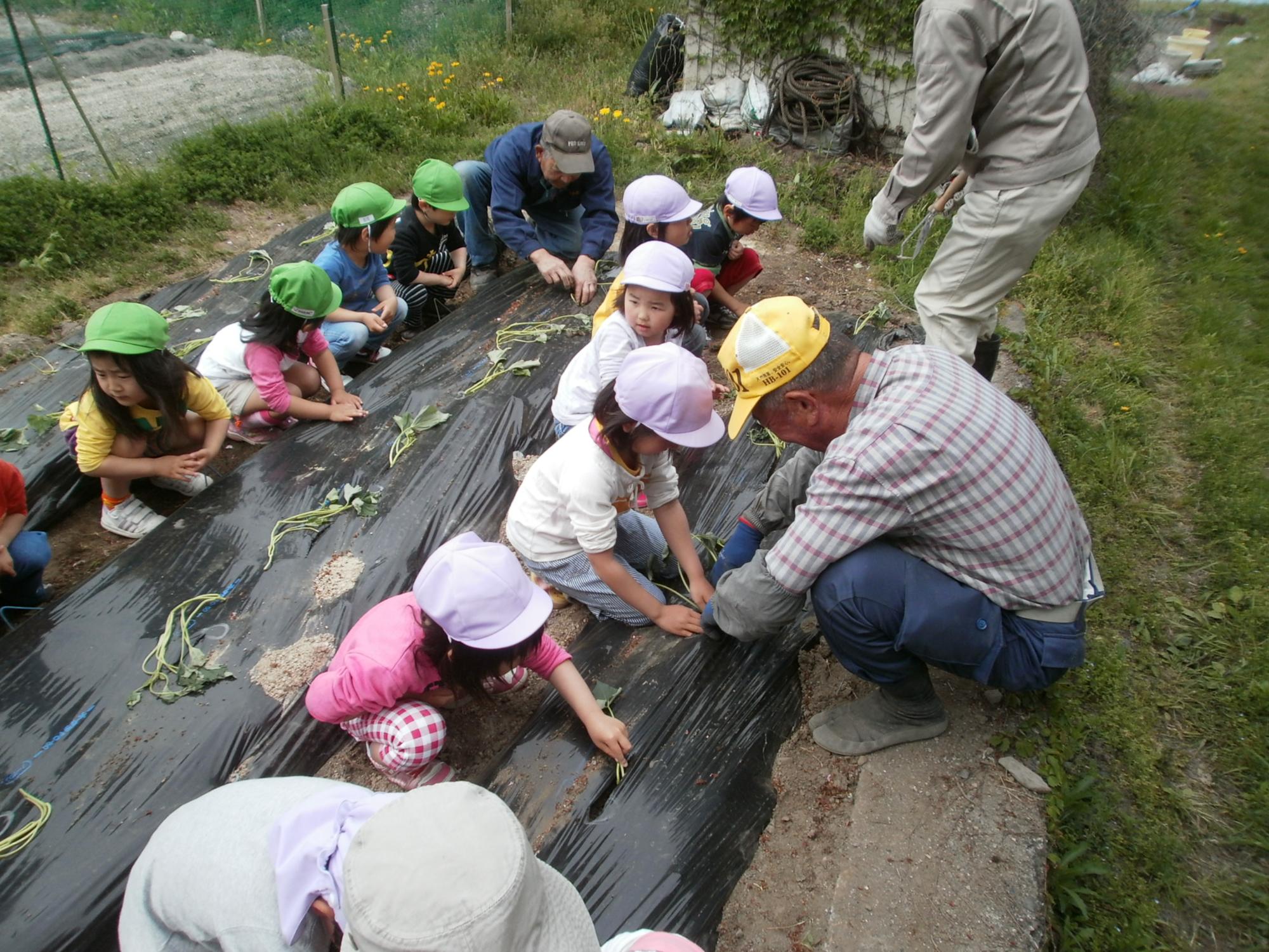 黄緑、ピンクの帽子をかぶった園児達が横一列に並んで、大人に教わりながらいもの苗植え体験をしている写真