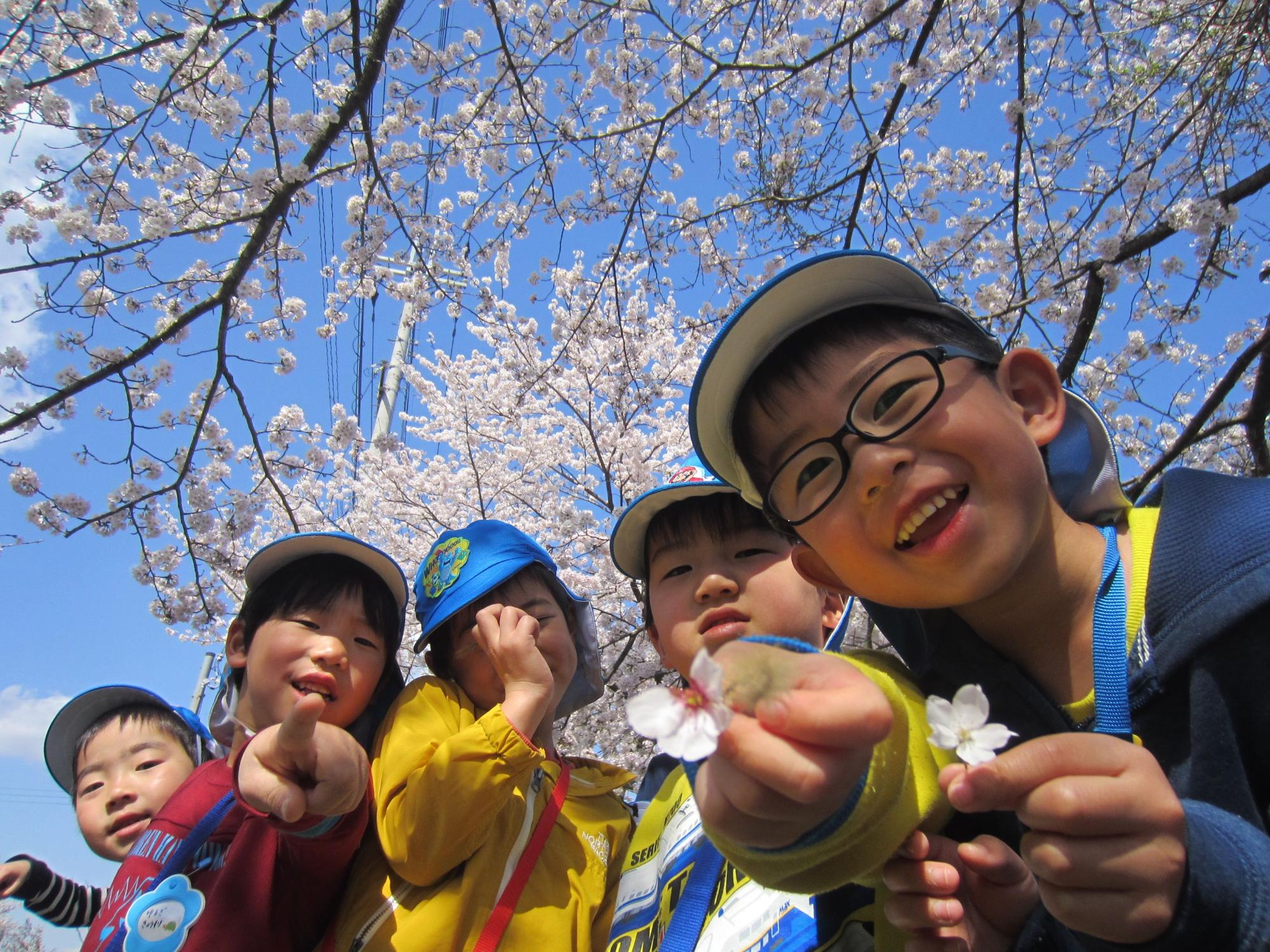 後ろに桜の花が咲き、男の子が桜の花びらを見せている写真