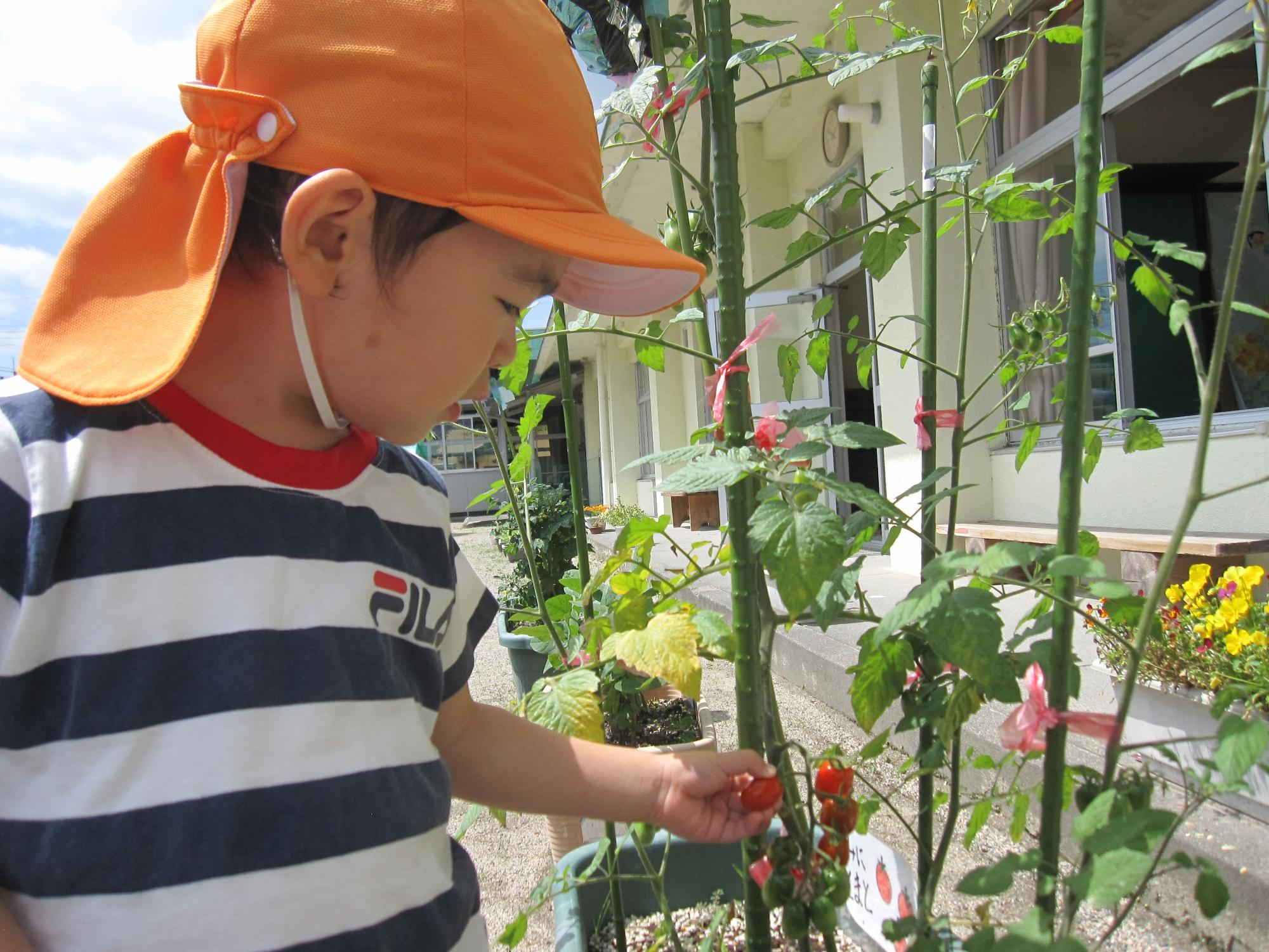オレンジの帽子の園児がミニトマトを収穫しようとする写真