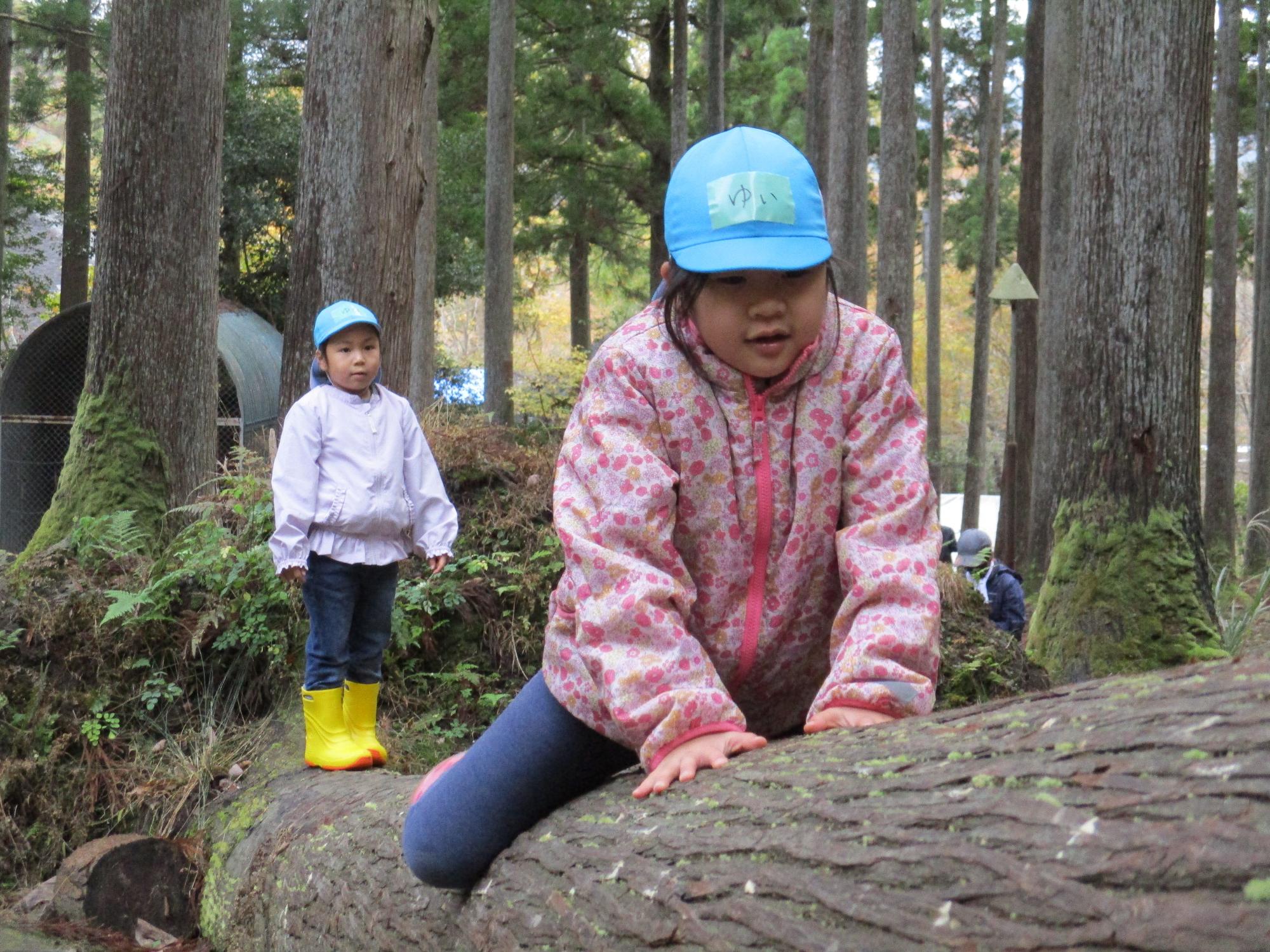 後ろで順番を待っている園児、大きな丸太の木をまたいで渡る園児の里山遊びの写真