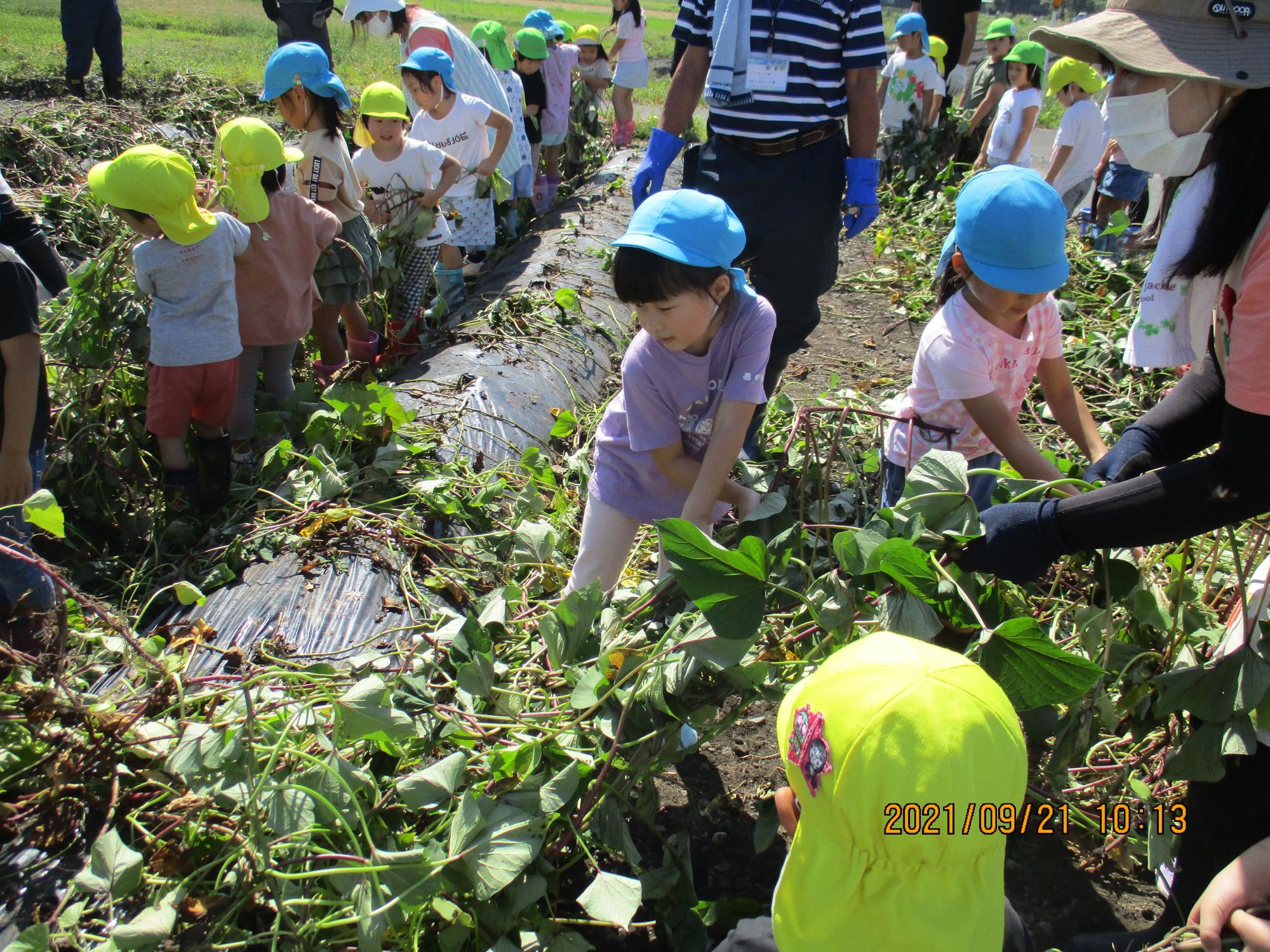 黄色や水色の帽子をかぶった園児達がさつまいものつるを引っ張り芋掘りをしている写真